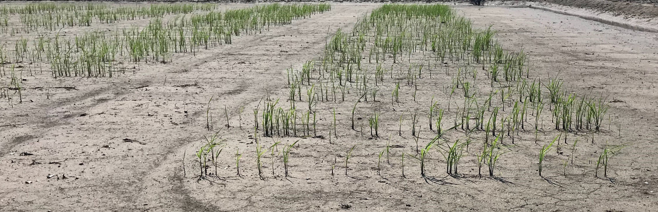 rice growing in a dry field